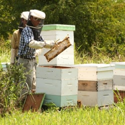 Honey Brook Farms