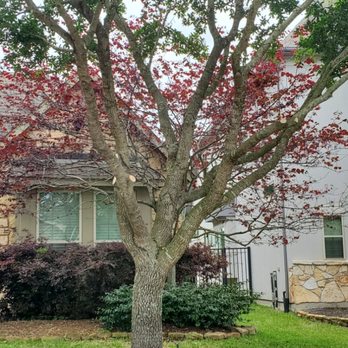 TNT Tree Service - Trimming live oaks and forest Pansy Redbud in Fall Creek Houston 77396. - Tree Services Near Me - Kingwood, Texas TNT Tree Service - Trimming live oaks and forest Pansy Redbud in Fall Creek Houston 77396. - Tree Services Near Me - Kingwood, Texas