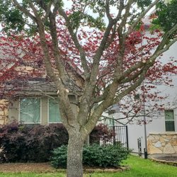 TNT Tree Service - Trimming live oaks and forest Pansy Redbud in Fall Creek Houston 77396.