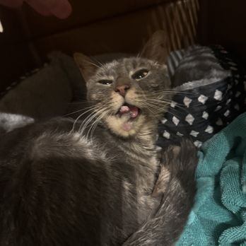 Critical Care Kitten Coalition - The night I found her - Animal Shelters Near Me