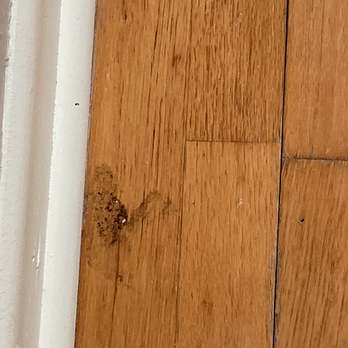Estela's Cleaning Services - Sun room floor not mopped at all! - Home Cleaning Near Me Estela's Cleaning Services - Sun room floor not mopped at all! - Home Cleaning Near Me