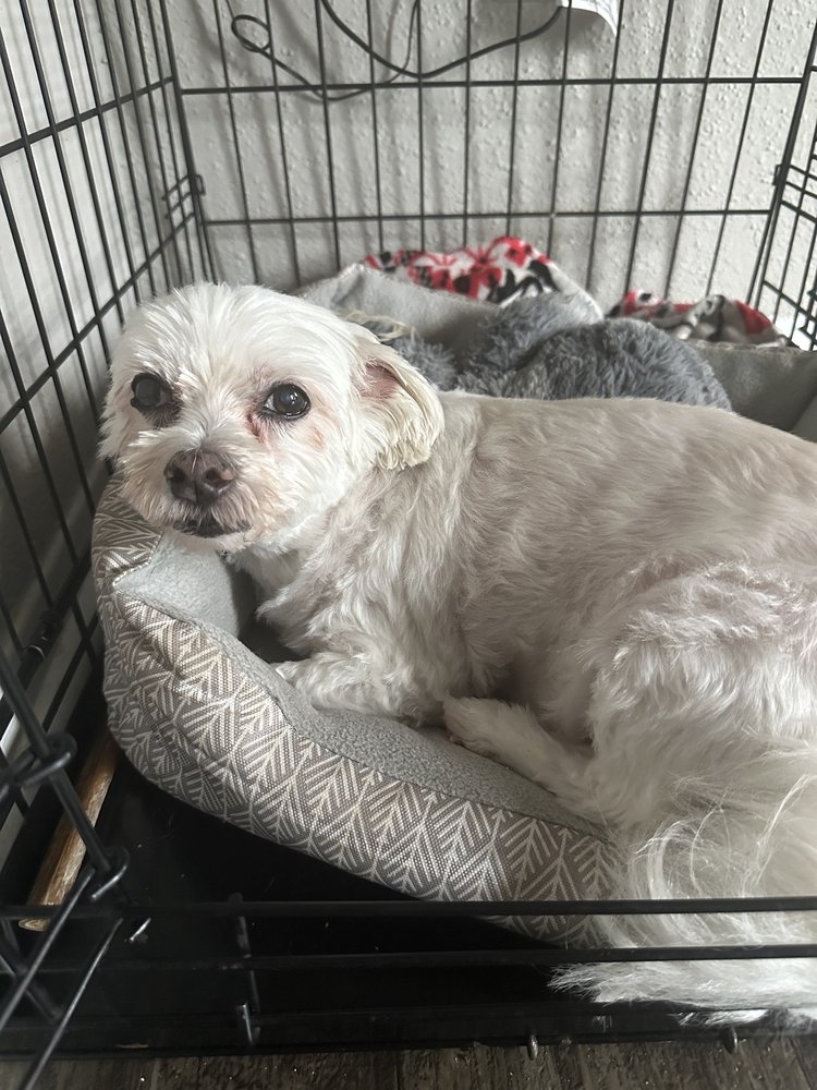 CLIP N’ DIP PET GROOMING Updated October 2024 41 Photos & 20