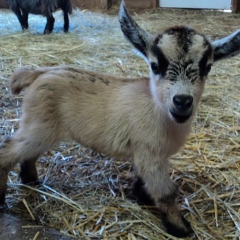 Family Flowers - Baby Goat from Family Flowers Mini Farm - Nurseries & Gardening Near Me - St Thomas, Ontario Family Flowers - Baby Goat from Family Flowers Mini Farm - Nurseries & Gardening Near Me - St Thomas, Ontario