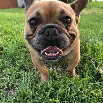 Venturing Pack Dog Services - Kathryn sent us a pic of her walking Murphy - Pet Training Near Me Venturing Pack Dog Services - Kathryn sent us a pic of her walking Murphy - Pet Training Near Me