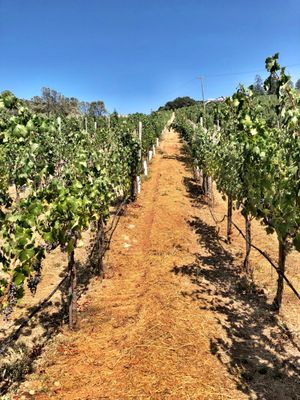 Viader Vineyards & Winery by null