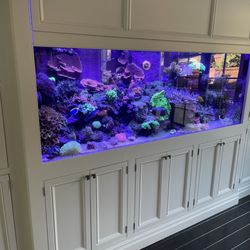 Coast 2 Coast Aquatic Services - Beautiful reef tank in Los Angeles
