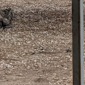 Aaa Lujan Landscaping - a bear laying on the beach - Landscaping Near Me