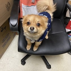 Furry Angels Pet Sitting