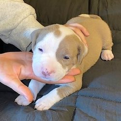 Tony Pitbull Family