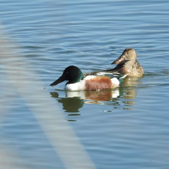 Cochise Lake - Northern Shoveler Pair - Lakes Near Me - Willcox, Arizona