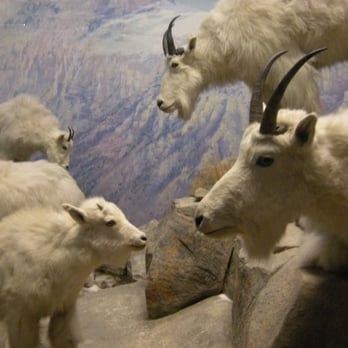 Field Museum - Baaaaa - Museums Near Me - Chicago, Illinois Field Museum - Baaaaa - Museums Near Me - Chicago, Illinois