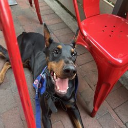 Dream Dogs - Alice training at a restaurant.