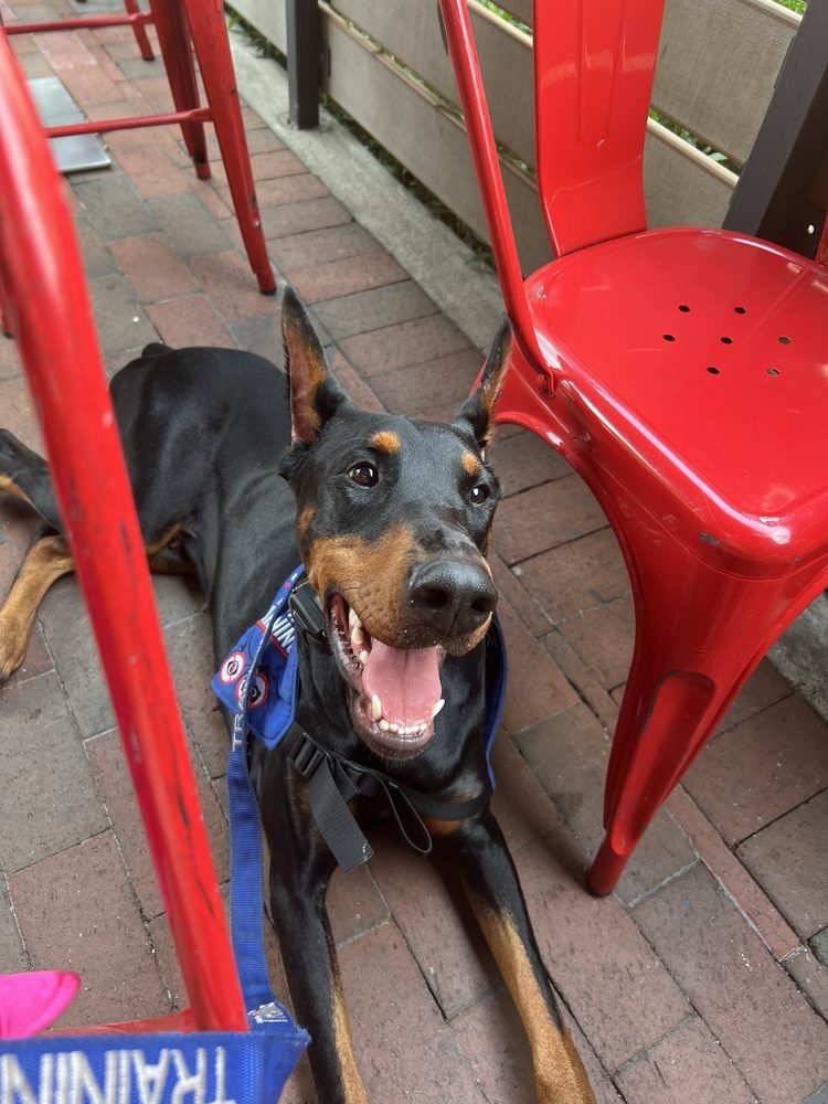 Dream Dogs - pet boarding facility in Jacksonville, FL