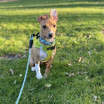 11th Hour Rescue ELEVENTH HOUR RESCUE ADOPTION CENTER & THRIFT STORE - Updated October ...
