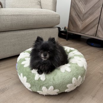 Urgent Animal Care of Arlington - Veterinarians Near Me - Arlington, Virginia Urgent Animal Care of Arlington - Veterinarians Near Me - Arlington, Virginia