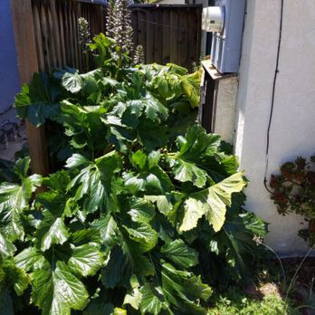 J Lopez Gardening - Gardeners Near Me J Lopez Gardening - Gardeners Near Me