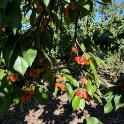 Villa del Sol Sweet Cherry Farms - Rainier cherries