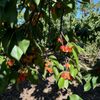 Villa del Sol Sweet Cherry Farms gift card