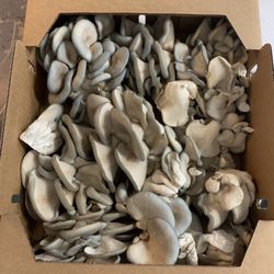 Bridgetown Mushrooms - organic blue oyster mushrooms