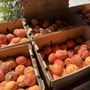 Photo of Rosebank Farms