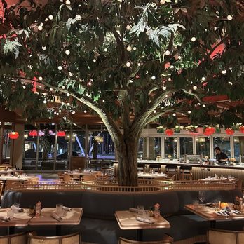 Carcara - Beautiful tree - Lounges Near Me - Phoenix, Arizona