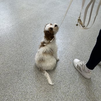 Karma Dog Training - Learning with Holly - Pet Training Near Me Karma Dog Training - Learning with Holly - Pet Training Near Me