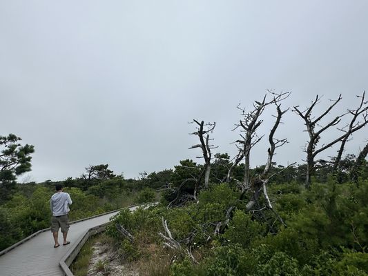 Fire Island by null