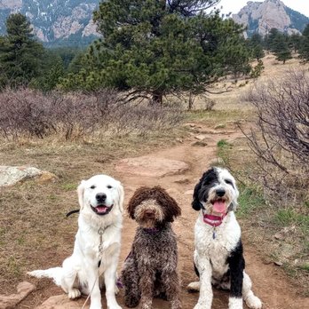 Dream Dog K9 Academy - Pet Training Near Me Dream Dog K9 Academy - Pet Training Near Me