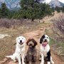 Photo of Dream Dog K9 Academy