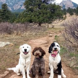 Dream Dog K9 Academy