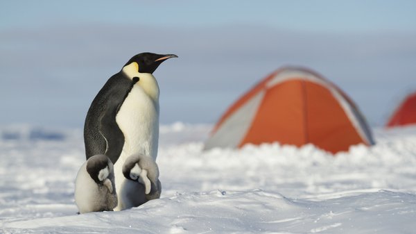 Antarctic Logistics & Expeditions