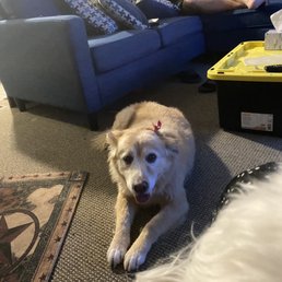 Bella after her appointment!
