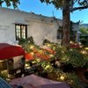 Majestic Oak Vineyard gift card