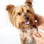Lou Lou Pet Grooming