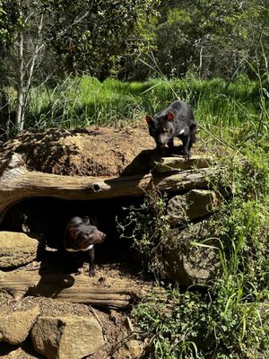 Tasmanian Devil Unzoo by null