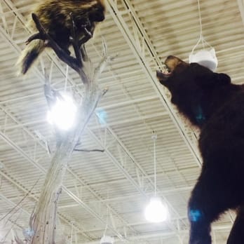 Cabela's - Scared porcupine - Outdoor Gear Near Me - Anchorage, Alaska