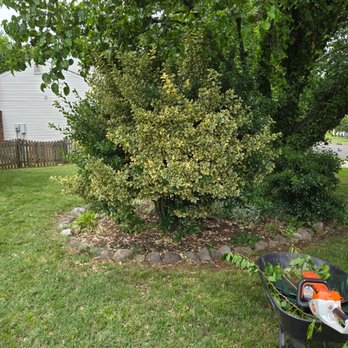 Amperdutch - Before trimming.
Before trimming - Landscaping Near Me - Winchester, Virginia Amperdutch - Before trimming.
Before trimming - Landscaping Near Me - Winchester, Virginia