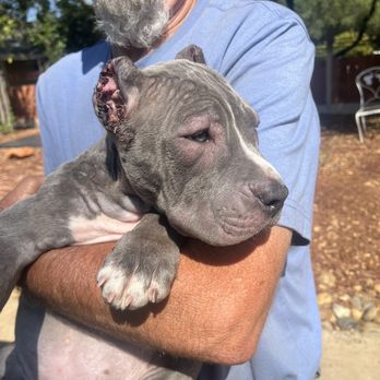Orangevale Veterinary Hospital - Allergic reaction to the medication they gave me - Veterinarians Near Me - Orangevale, California Orangevale Veterinary Hospital - Allergic reaction to the medication they gave me - Veterinarians Near Me - Orangevale, California