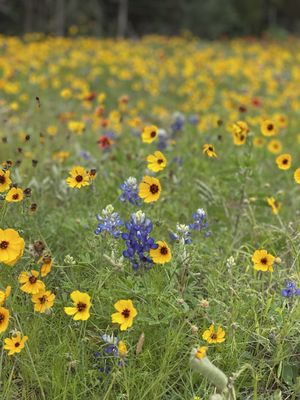 Walden Retreats Hill Country by null