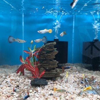 Coral Fish Hawaii - Local Fish Stores Near Me - Aiea, Hawaii Coral Fish Hawaii - Local Fish Stores Near Me - Aiea, Hawaii