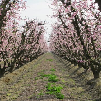 Fresno County Blossom Trail - March 5th, 2011 visit - Local Flavor Near Me - Fresno, California Fresno County Blossom Trail - March 5th, 2011 visit - Local Flavor Near Me - Fresno, California