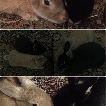 Pasadena Humane - Thank you Pasadena Humane Society for our little Lola (tan). Successfully bonded!!! - Animal Shelters Near Me - Pasadena, California Pasadena Humane - Thank you Pasadena Humane Society for our little Lola (tan). Successfully bonded!!! - Animal Shelters Near Me - Pasadena, California