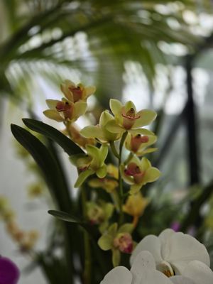 Volunteer Park Conservatory by null