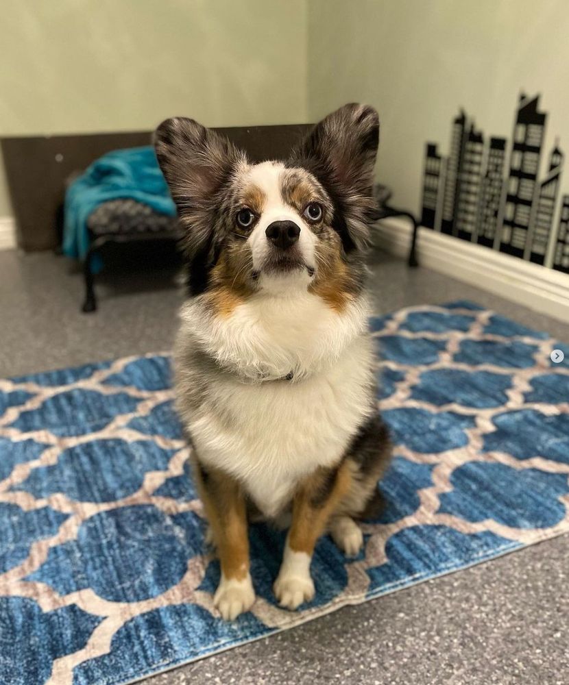 Tails of Manhattan - pet boarding facility in New York, NY