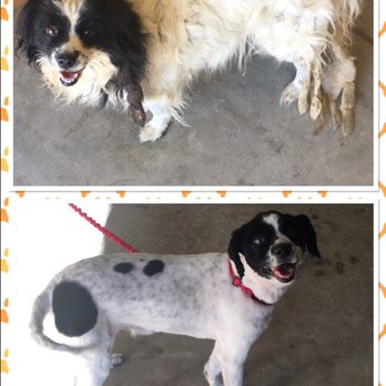 Paw Spa - Pet Groomers Near Me - Hesperia, California Paw Spa - Pet Groomers Near Me - Hesperia, California