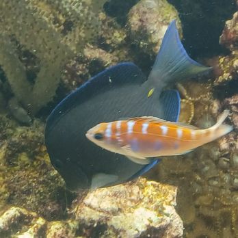 St Lucie County Aquarium - Yummyy - Museums Near Me - Fort Pierce, Florida St Lucie County Aquarium - Yummyy - Museums Near Me - Fort Pierce, Florida