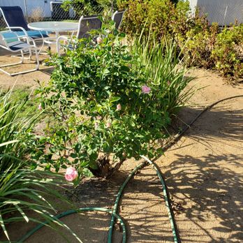 Clean & Green tree service & landscaping - Landscaping Near Me Clean & Green tree service & landscaping - Landscaping Near Me