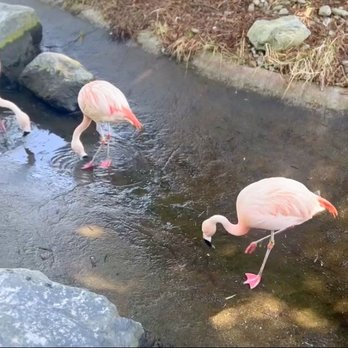 Sequoia Park Zoo - Flamingo's - Zoos Near Me - Eureka, California