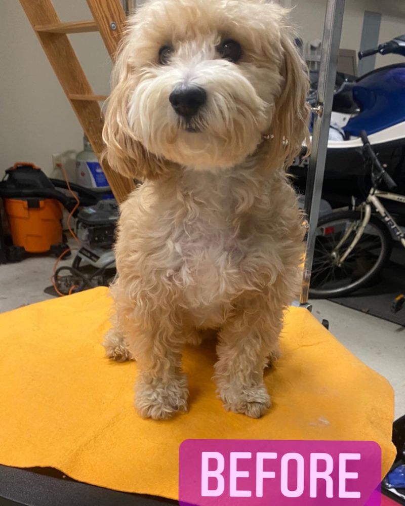 WHAT THE FUZZ Request an Appointment Baton Rouge, Louisiana Pet