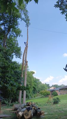 West Tree Services on Yelp